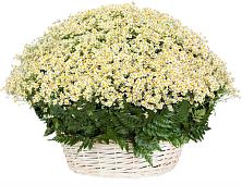 Цветочная композиция из Ромашки в корзине #REPLACE_PRED# Старково